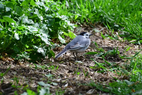 Siyah Başlı Beyaz Wagtail Motacilla Alba Kuzey Kafkasya Nın Eteklerindeki — Stok fotoğraf