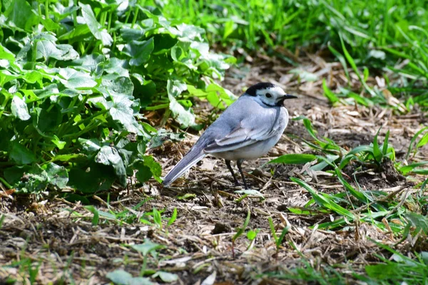 Spring Wagtail Motacilla Alba Resting Sitting Grass Foothill Park North — Stock Photo, Image
