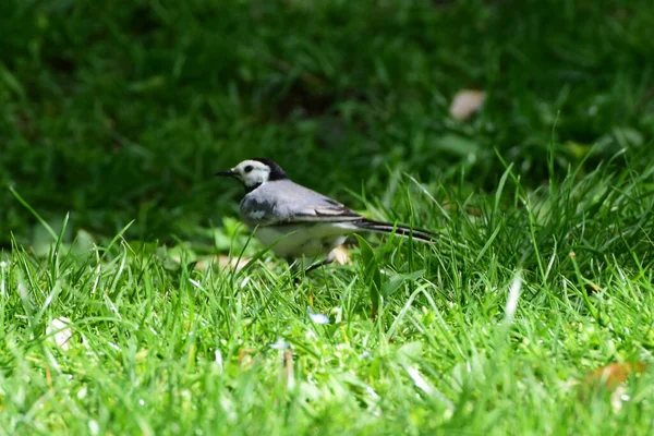 Bachstelze Motacilla Alba Mit Schwarzem Kopf Und Grauen Federn Sitzt — Stockfoto