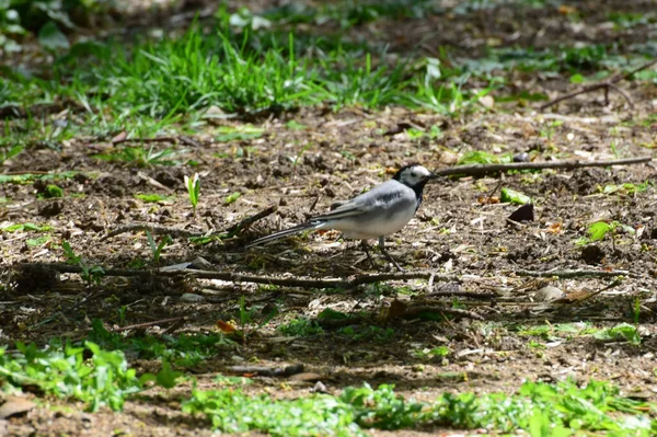  Beyaz Wagtail Motacilla alba siyah başlı ve gri tüylü Kuzey Kafkasya 'nın eteklerindeki çayırlarda oturur ve dinlenir.                              