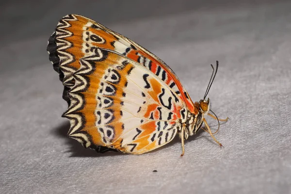 Makro Eines Jungen Schwarzen Tropischen Schmetterlings Mit Großen Flügeln Fühlern — Stockfoto