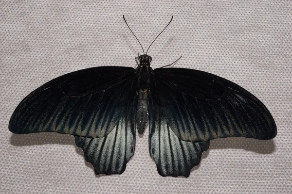 Detailní Pohled Shora Barevného Mladého Černého Tropického Motýla Velkými Křídly — Stock fotografie