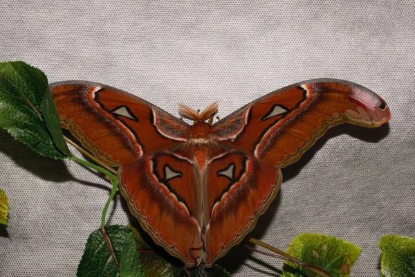 Macro Van Kleurrijke Bruine Tropische Vlinder Met Grote Vleugels Antennes — Stockfoto