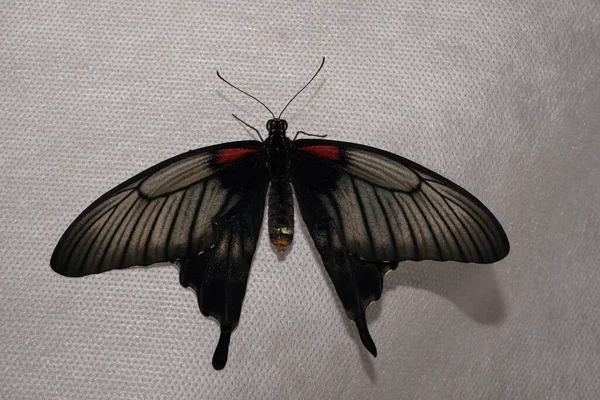 Primer Plano Una Joven Mariposa Tropical Negra Con Alas Grandes —  Fotos de Stock