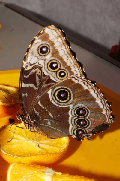 Zijaanzicht Van Een Bruine Tropische Vlinder Met Grote Vleugels Antennes — Stockfoto