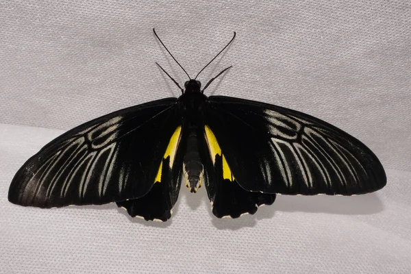 Makro Pohled Shora Mladého Černého Tropického Motýla Velkými Křídly Anténami — Stock fotografie