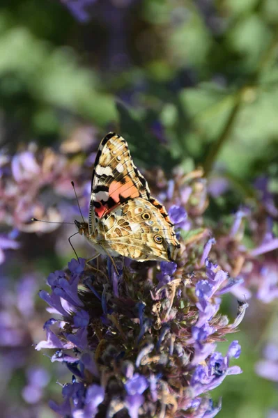 Метелик Ванесса Атанта Пурпурових Квітках Гірських Шарів Влітку Черек Балкарійській — стокове фото