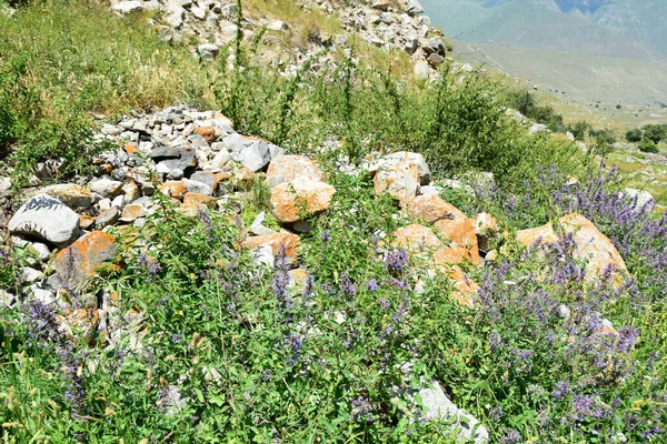 Kafkasya Dağları Ndaki Cherek Balkarian Geçidi Ndeki Kayalıklarda Mavi Çiçekli — Stok fotoğraf