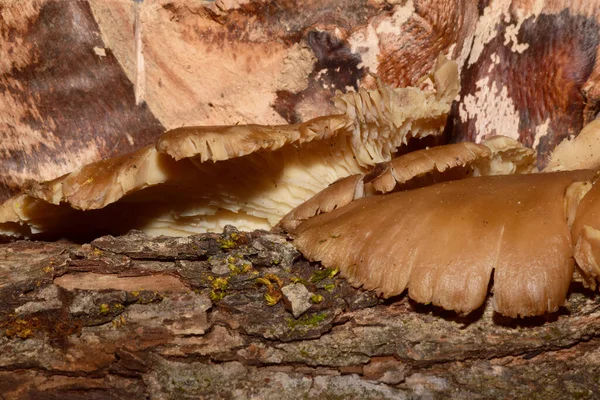 在高加索山麓森林的一棵树上生长的小牡蛎蘑菇欢树的特写 — 图库照片