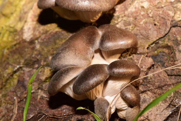 Makro Des Jungen Braunen Herbst Austernpilzes Pleurotus Ostreatus Auf Einem — Stockfoto