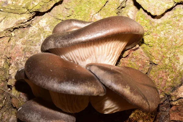 在高加索山麓的森林里 小而幼小的牡蛎在树皮上放着香菇 — 图库照片