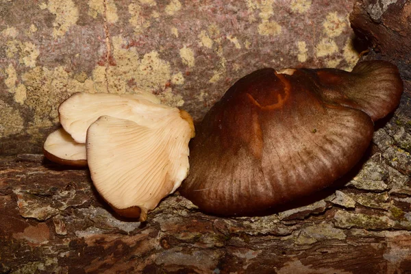 Primer Plano Del Champiñón Ostra Joven Otoñal Pleurotus Ostreatus Creciendo —  Fotos de Stock