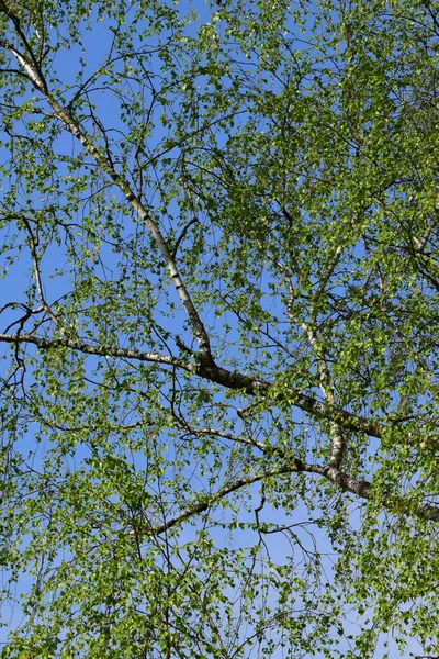 Gałęzie Białej Brzozy Betula Wahadłowa Zielonymi Liśćmi Tle Błękitnego Nieba — Zdjęcie stockowe