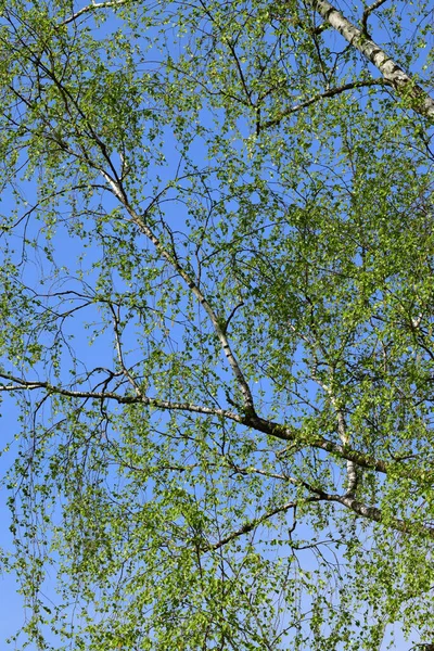 Gałęzie Wiosennej Białej Brzozy Betula Wahadło Zielonymi Liśćmi Przeciw Błękitnemu — Zdjęcie stockowe