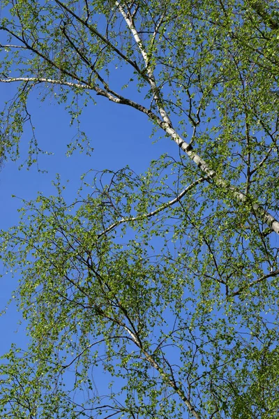 Gałęzie Wiosennej Białej Brzozy Betula Wahadła Tle Błękitnego Nieba — Zdjęcie stockowe