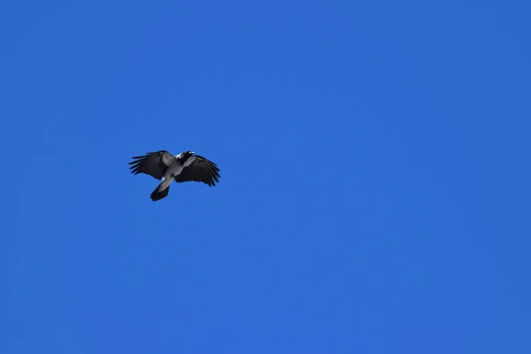 Kafkasların Eteklerinde Mavi Gökyüzünde Uçan Açık Kanatlı Gri Karga Corvus — Stok fotoğraf