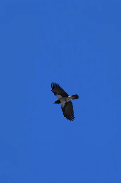 Vogel Der Grauen Krähe Corvus Cornix Fliegt Den Blauen Himmel — Stockfoto