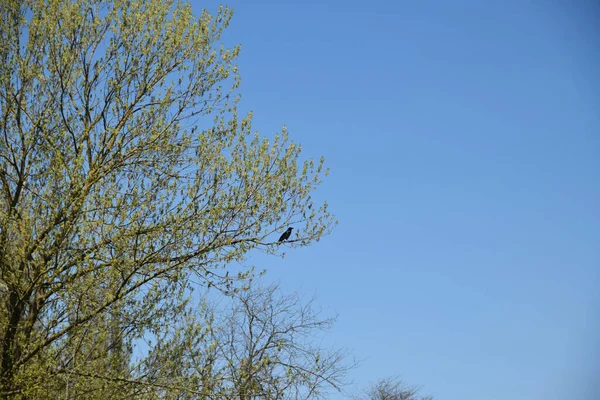 コーカサス山脈公園の春のリンデンの枝にある灰色のカラスCorvus Cornix — ストック写真