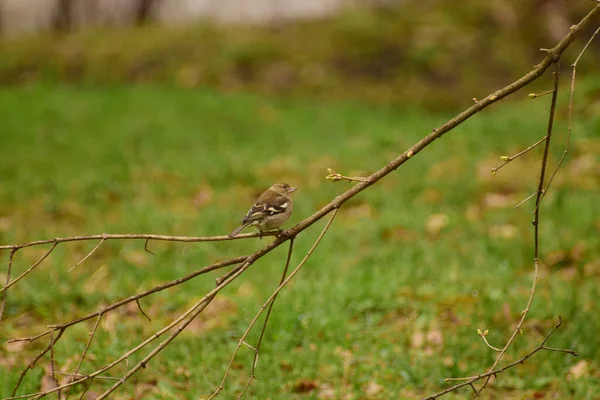 Mały Biały Ptak Finch Fringilla Coelebs Siedzi Wiosną Gałęzi Drzewa — Zdjęcie stockowe