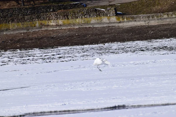 Primer Plano Garza Blanca Ardea Alba Sienta Hielo Lago Congelado — Foto de Stock