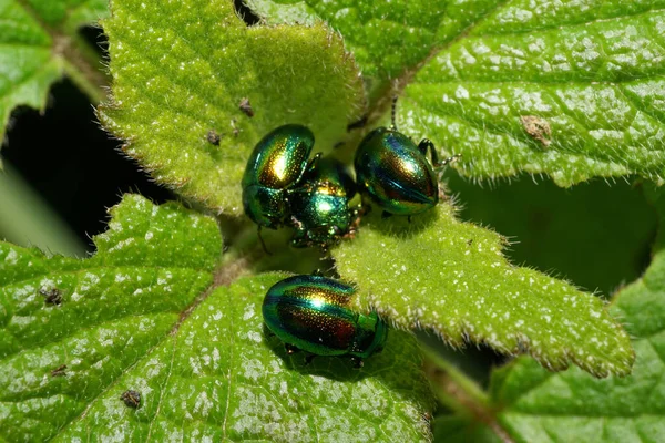 Makro Skupiny Bílých Brouků Druhu Chrysolina Herbacea Sedících Mladé Zelené — Stock fotografie