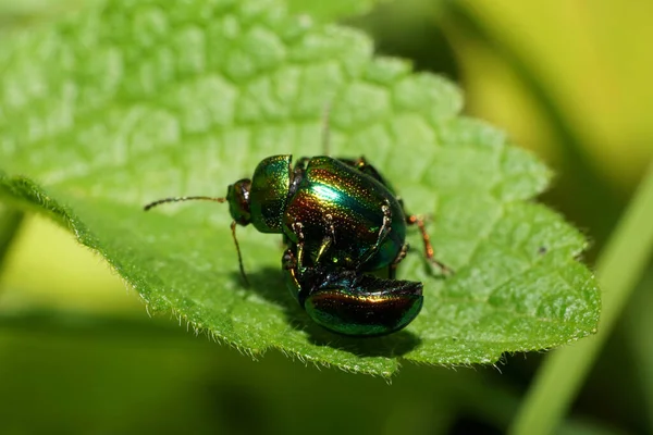 Makro Zweier Grüner Käfer Chrysolina Herbacea Auf Der Brennnessel Lamium — Stockfoto