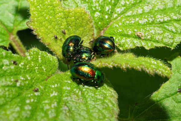 Grupo Macro Cuatro Escarabajos Caucásicos Especie Chrysolina Herbacea Sentados Una — Foto de Stock