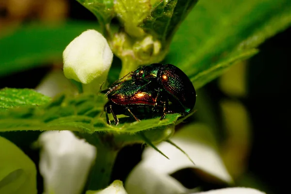 Macro Dos Pequeños Escarabajos Verdes Chrysolina Herbacea Con Antenas Lamium — Foto de Stock