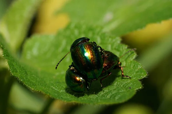 Macro Tres Escarabajos Verdes Chrysolina Herbacea Con Antenas Sentadas Una — Foto de Stock