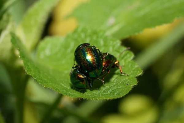 Primer Plano Tres Pequeños Escarabajos Verdes Chrysolina Herbacea Con Antenas — Foto de Stock