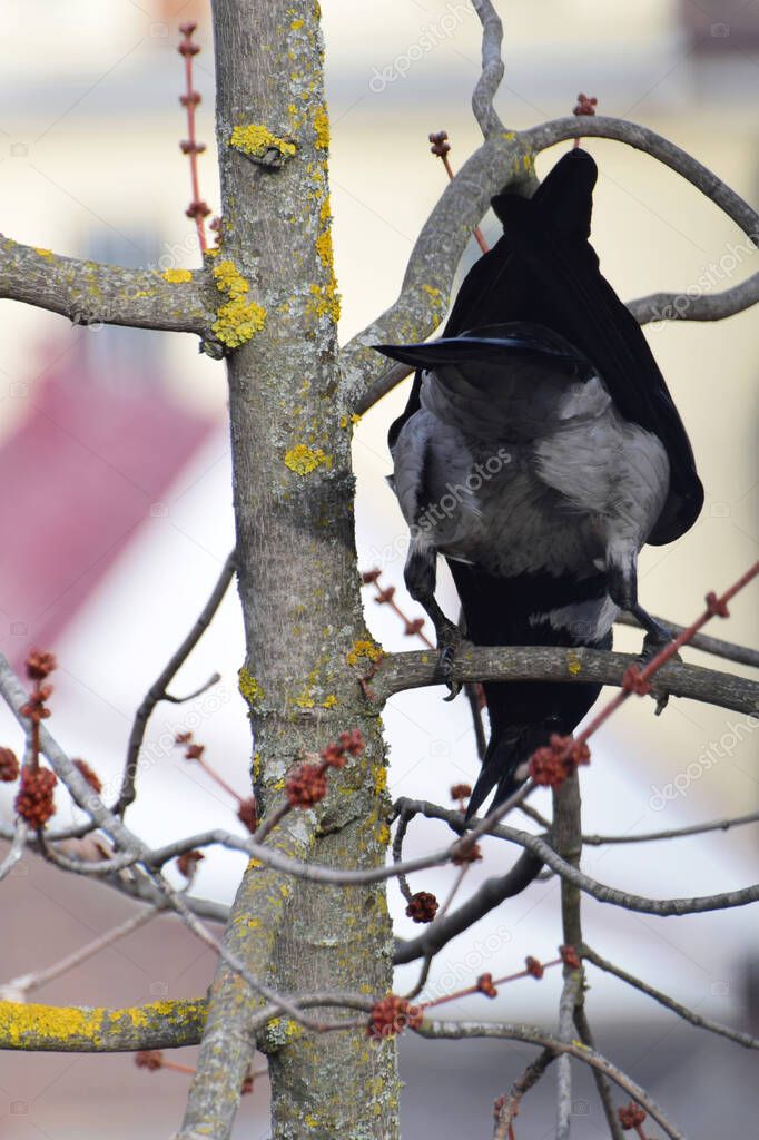 Close-up of the cautious gray crows Sorvus cornix with black wings on the spring branch of a maple with buds in the foothill park of the Caucasus                               