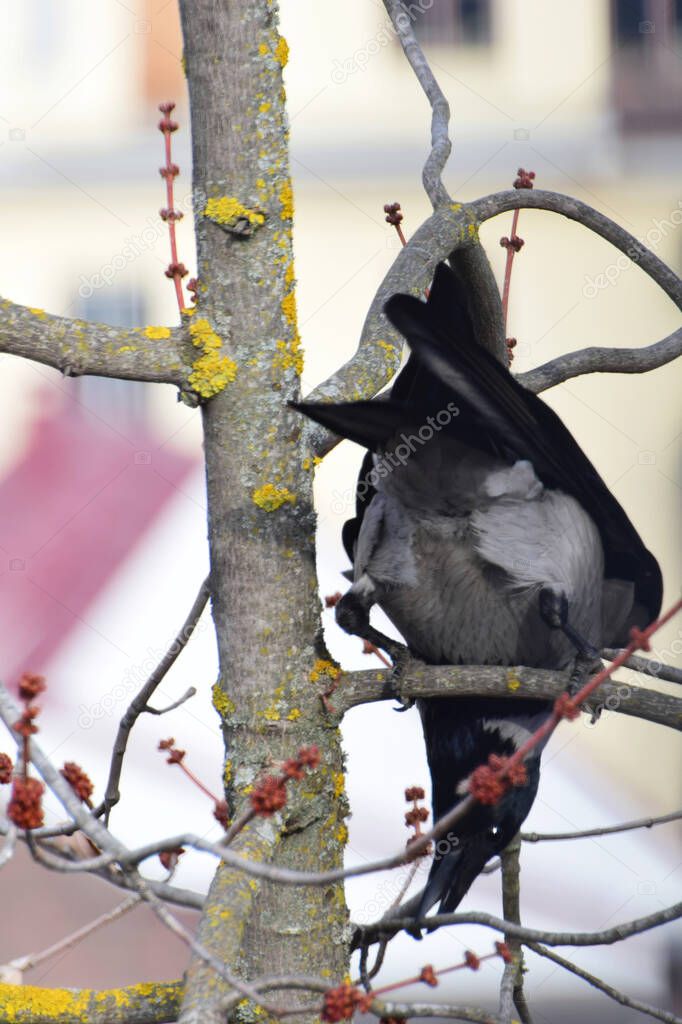 Close-up of the cautious gray crows Sorvus cornix with black wings on the spring maple with buds in the foothill park of the Caucasus                               