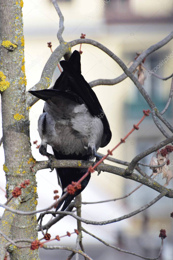 Gray crow Corvus cornix with black wings sits on the branches of a spring maple with buds and looks down in the foothills of the Caucasus                              