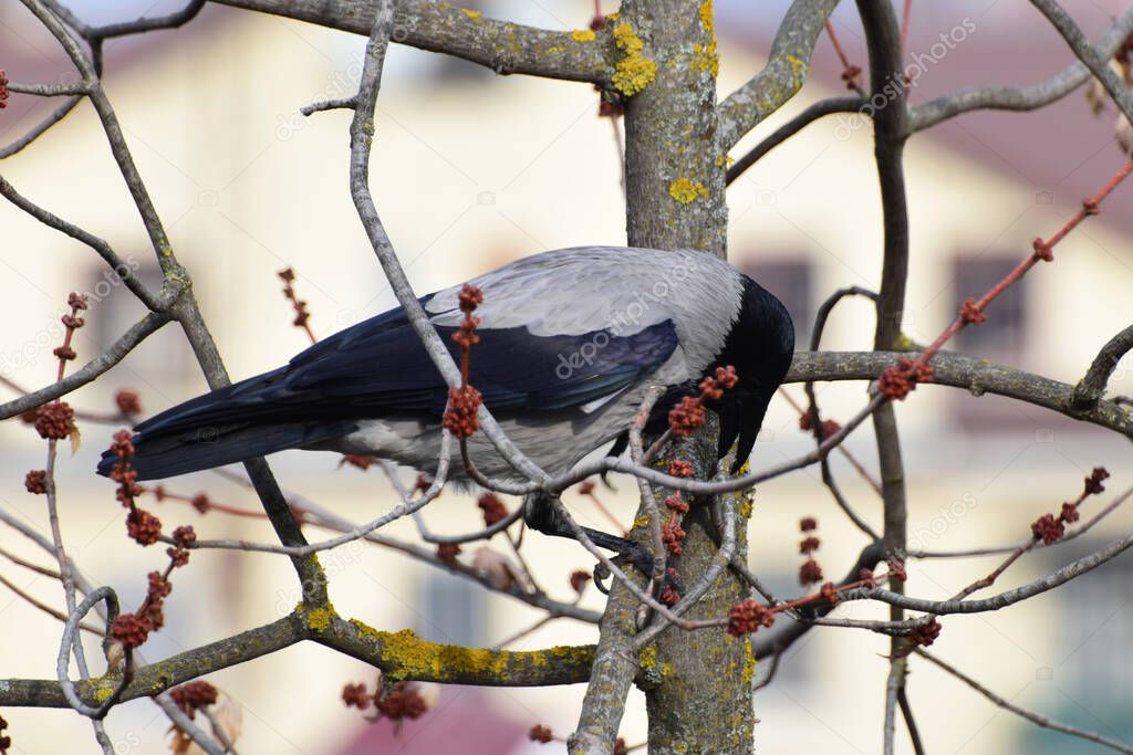 Close-up of the crouching crows Sorvus cornix with black wings and head in the spring branches of a maple in the foothills of the Caucasus                               