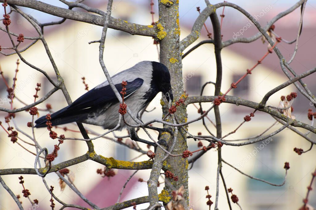 Close-up of a gray-black crow Cornus cornix in the spring branches of a maple in the foothills of the Caucasus                               