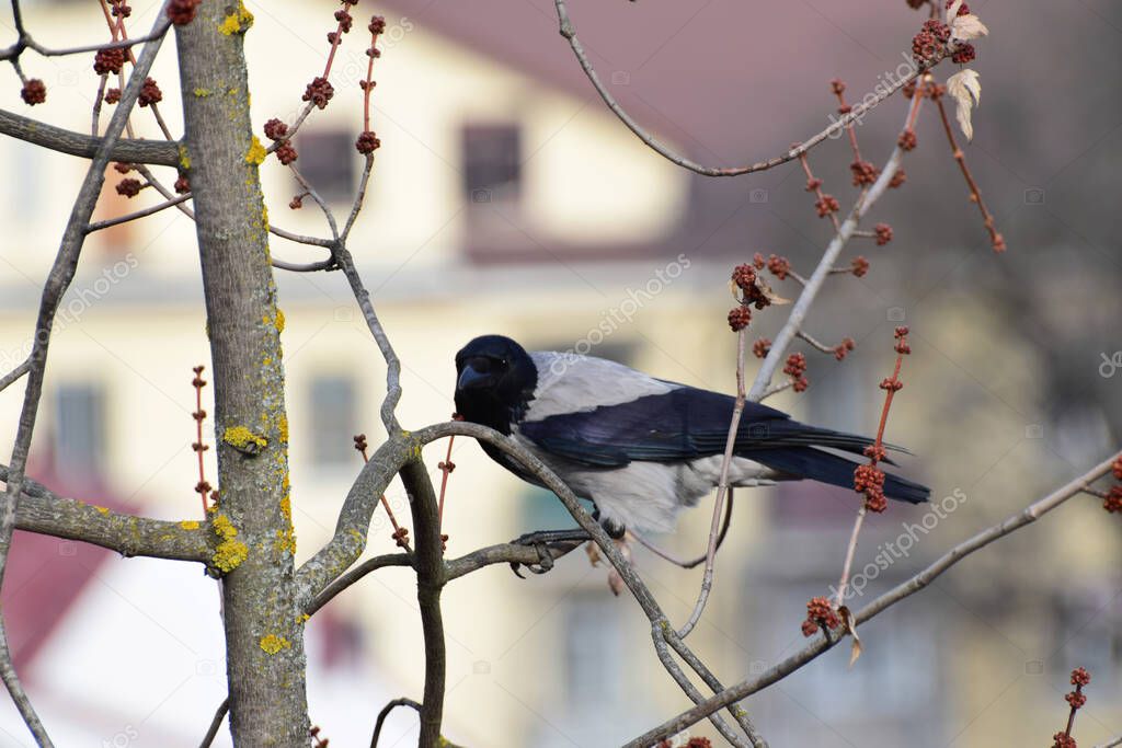Close-up of a cautious gray crow Cornus cornix on a spring branch of a maple tree with buds in the foothills of the Caucasus                              