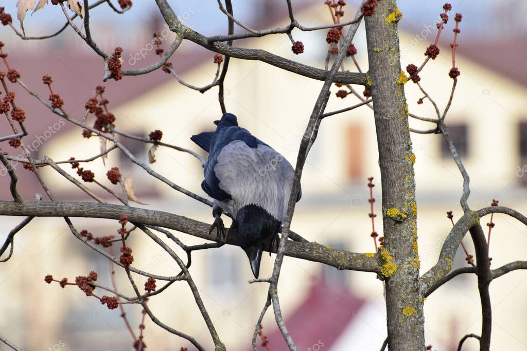 Close-up of a gray crow Cornus cornix on a spring branch of a maple tree with buds in the foothills of the Caucasus                               