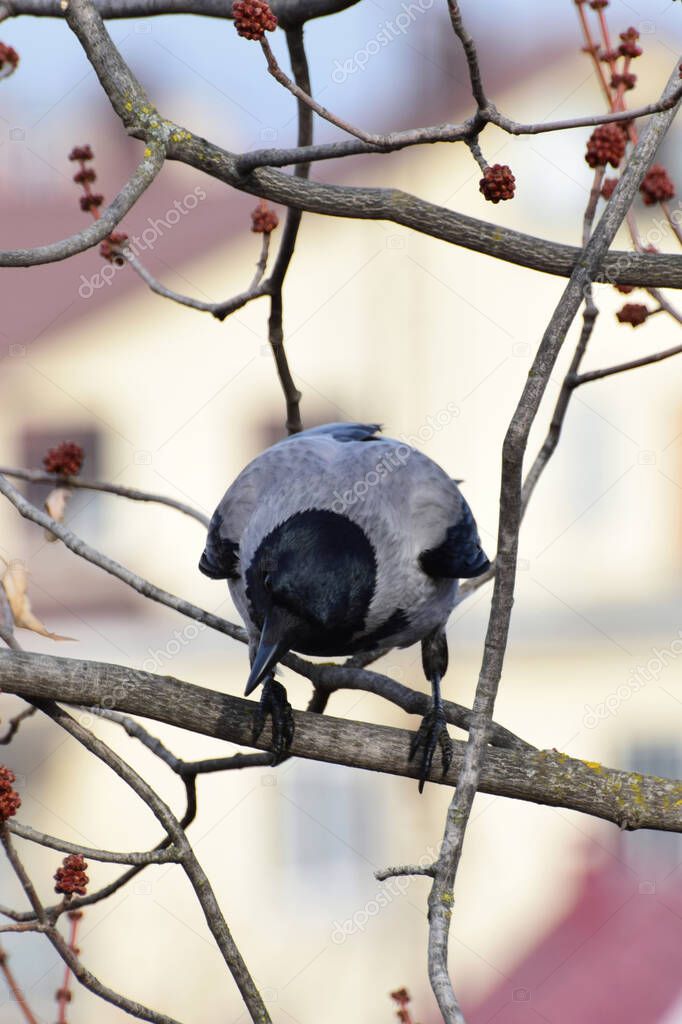 Close-up of a gray crow Cornus cornix on a maple branch with spring buds in the foothills of the Caucasus                               