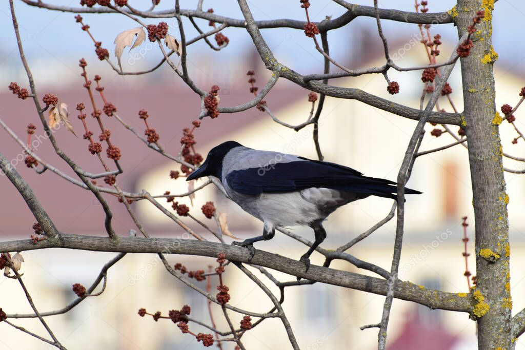 Close-up side view of a spring and cautious gray crow Cornus cornix on a maple branch with buds in the foothills of the Caucasus                               