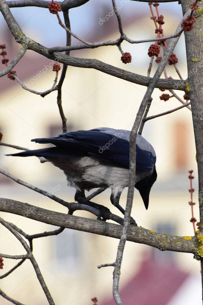  Close-up of a cautious gray crow Cornus cornix on a spring maple with buds in the foothills of the Caucasus                              