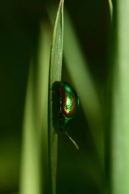 Baharın Makro 'su ve yaprak böceği Chrysolina bitkisinin parlak yeşil böceği baharda Kuzey Kafkasya' nın eteklerindeki gölgede çimlerin üzerinde oturuyorlar.                               
