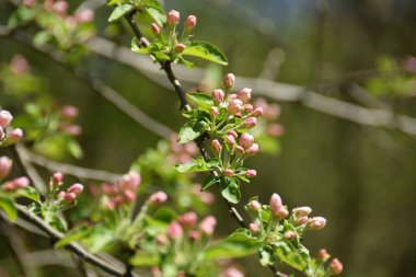Malus Sylvestris elma ağacının bahar dalı Kafkasya dağ parkında kırmızı çiçekler ve tomurcuklarla                               