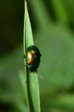  Yeşil yaprak böceği Chrysolina bitkisinin makro 'su Kuzey Kafkasya' nın eteklerindeki gölgede baharda yeşil bir ot sapına tünemişti.                              