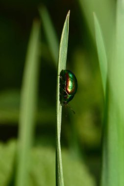 Baharın yakın çekimi ve yaprak böceği Chrysolina bitkisinin parlak yeşil böceği baharda Kuzey Kafkasya 'nın eteklerindeki gölgede çimlerin üzerinde oturuyor.