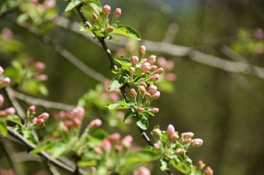 Bahar çiçeklerine yakın çekim Kafkasların dağ ormanlarında yetişen yapraklarla birlikte Malus sylvestris elma ağacı                               