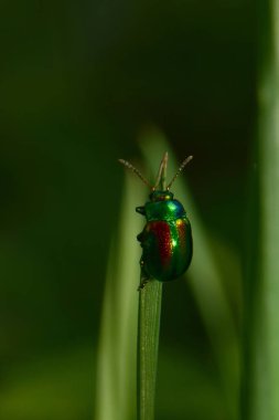 Yaprak böceği Chrysolina Herbacea 'nın makro' su Kuzey Kafkasya 'nın eteklerindeki yeşil bir ot sapına tünemişti.                               