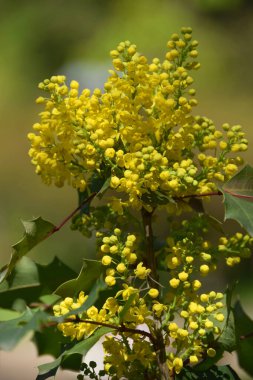 Mahonia Aquifolium Mahonia 'nın sarı bahar kızılötesi görüntülerine yakın çekim dağ eteğinde yeşil yapraklı dallar üzerinde