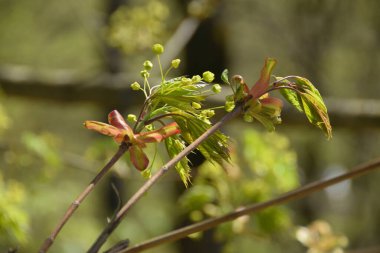 Kafkasya 'nın dağ ormanlarındaki bir ağacın dallarında yeşil yapraklar ve çiçeklerle tomurcuklanan bir akçaağaç kabuğuna yakın çekim.