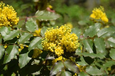 Mahonia Aquifolium 'un bir dağ parkındaki yeşil yapraklı dallardaki bereketinin ilkbahar sarısı cilvesi.                               