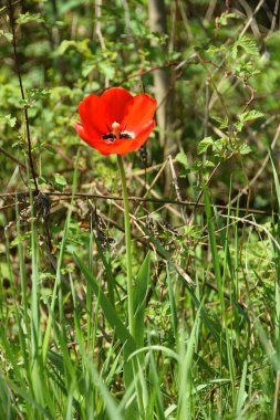 Vahşi bir parkta yetişen kırmızı lale ve Kafkasya Dağları 'nda çimenler.                               